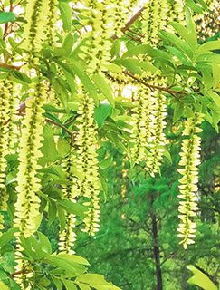 楓楊花開,如瑩綠色的珠簾。