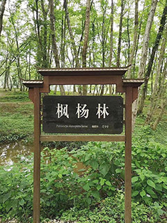 黃山北的楓楊林告示牌。