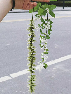 楓楊和小臘都是白綠相間。