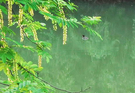 楓楊種子成熟後,像鴨子一樣在水面徜徉。