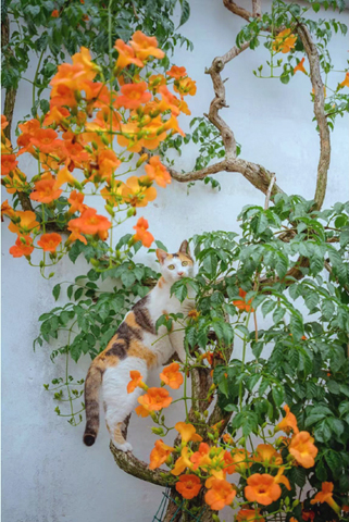 蘇州園悠閒的貓咪。