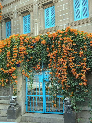 復興路92號的凌霄花。