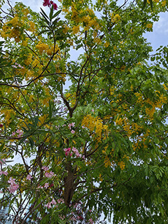 「黃金雨」花和旁邊的粉紅花朵相輝映(二0二三年六月一日攝)。