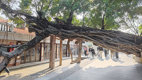 網紅打卡的榕樹。