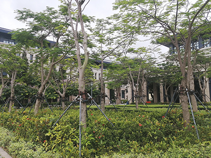 教學樓一側的合歡樹。