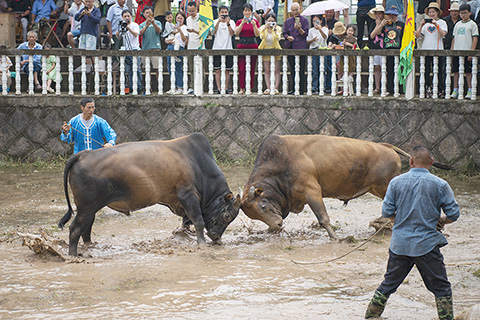 ◎ 六月二十二日,中國傳統端午節,浙江省金華市婺城區雅畈鎮銅山鬥牛吸引民眾觀看。據悉,銅山鬥牛距今已有兩千多年歷史。(中新社)