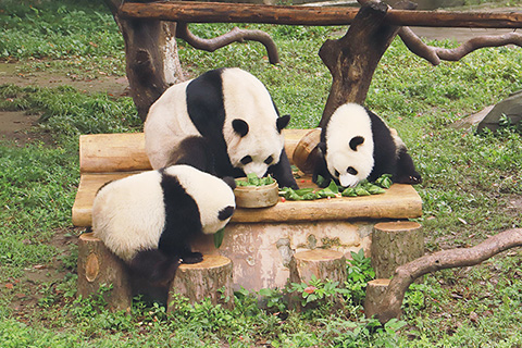 ◎ 六月二十二日,中國傳統端午節,重慶動物園的工作人員用蘋果、桃子、南瓜、胡蘿蔔、玉米、紅棗、竹笋等食材,製作水果粽、蔬菜粽、竹笋粽給大熊貓食用。圖為大熊貓吃特製粽子。(中新社)