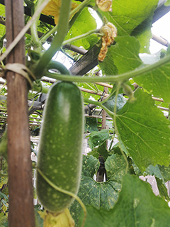 剛長成形的小冬瓜。