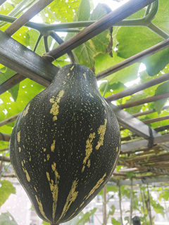 掛於棚架下的小南瓜。