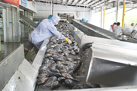 ◎ 七月十三日,漁民在天亮時捕撈的羅非魚,中午時分即被分配至不同的生產線。(中新社記者 陳楚紅 攝)