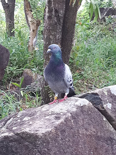 近距離的接觸野鴿,牠毫不退縮。