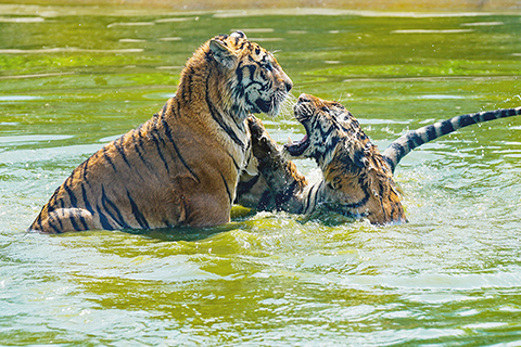 ◎ 七月廿九日,黑龍江哈爾濱,兩隻東北虎在水中乘涼。當日是「全球老虎日」,黑龍江東北虎林園舉辦以「東北虎的世界、世界的東北虎」為主題的活動,園區內許多東北虎在園內戲水玩耍、避暑納涼。(中新社發 趙宇航 攝)