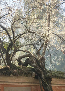 上千年的隋梅開花。