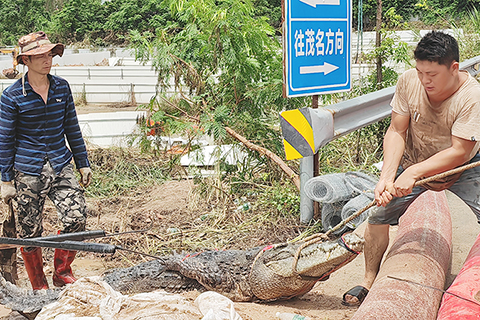 ◎ 圖為九月十四日,工作人員捕捉到出逃的鱷魚。(中新社記者 梁盛 攝)