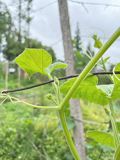 根莖壯實的葫蘆苗