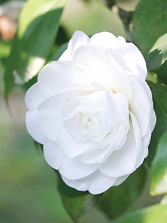 杭州白色山茶花