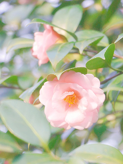 杭州淡紅色山茶花
