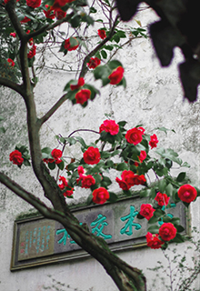 蘇州紅色山茶花