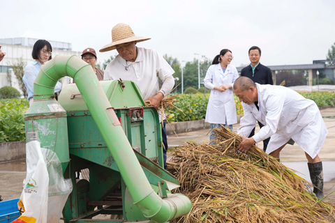 ◎ 九月二十五日,工作人員對水稻進行脫粒。當日,中國國家耐鹽碱水稻技術創新中心鹽碱地改良中心邀請中國農業科學院等單位專家,對青島海水稻研究發展中心選育的耐鹽碱水稻品種──耐鹽常規稻「海粳37」和「海粳38」進行了小面積試驗田測產驗收,扣除雜質並折合標準含水量後,測產結果再創新高,畝產分別達六百七十六點六公斤和六百九十四點五公斤。(中新社)