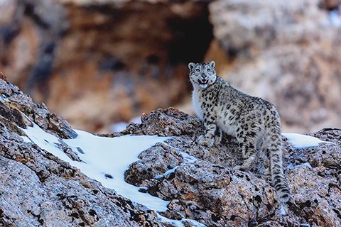 資料圖為2017年,攝影師在祁連山國家公園青海片區拍攝到的雪豹。(鮑永清 攝)