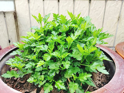 春夏吃菊花嫩葉