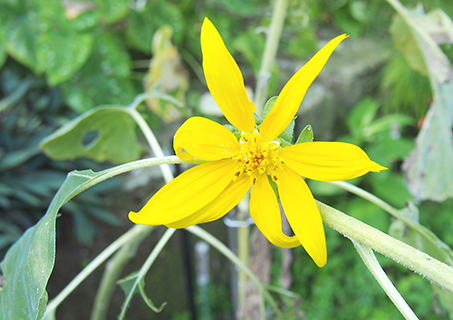 山野間的台灣山菊