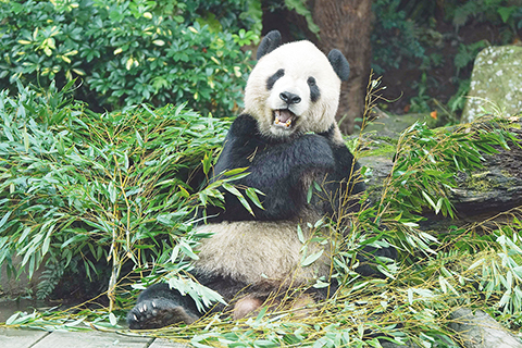 緬懷活動 ◎ 旅居台灣的熊貓「團團」十一月十九日離世滿一年,台北市動物園將有家族影片及祝福卡緬懷活動。動物園表示「團團」離世後留存的皮毛已交由台灣知名標本製作師林文龍,將「團團」製成標本,預計二0二四年年中以前完成開放供粉絲參觀。(香港中通社圖片)
