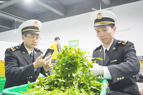 ◎ 香洲海關關員正在對供澳蔬菜開展屬地監管作業。(陳永康 攝)