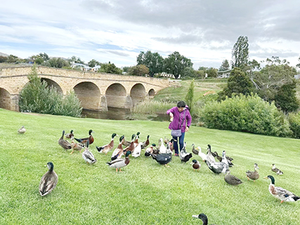 里奇蒙橋旁的鴨子