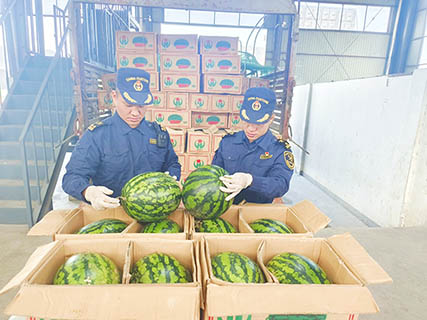 2月18日,畹町海關關員在畹町芒滿通道查驗緬甸進口西瓜。(何莉 攝)