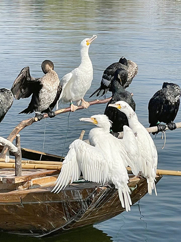 白洋淀的白毛鸕鶿