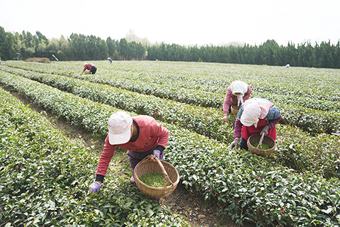 ◎ 四月十九日,茶農在山東日照瀚林春茶園採茶。穀雨時節,日照綠茶露天春茶進入採摘「黃金季」,茶園裡一派繁忙景象。二0二四年是日照市「南茶北引」試種成功七十周年。近年來,日照市將茶產業作為特色優勢產業培育,持續做大做強日照綠茶品牌、提升日照綠茶影響力。據統計,二0二三年,日照市茶園面積已達三十萬畝,年產乾毛茶達二萬一千噸,總產值四十億元人民幣,帶動該市三十餘萬人就業。(中新社記者 毛建軍 攝)