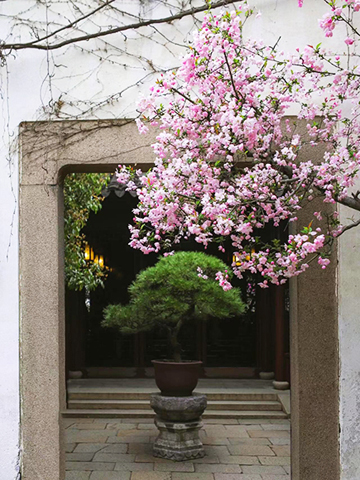 海棠散落在盆栽旁