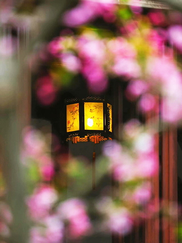 茶館門口的海棠和燈籠