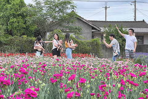 董家花田◎ 母親節即將到來之際,台灣彰化縣田尾鄉著名景點董家花田湧入了不少民眾進入繽紛花海拍美照。董家花田是不少人親子旅遊的口袋名單,由於氣候關係,今年的「康乃馨花田」提早滿開,不同色階的桃紅、粉橘花朵妝點整片花田,絕對是時下最應景最奪目的熱門景點。除了代表母愛的康乃馨外,園內的千日紅、鼠尾草、馬纓丹、向日葵、海棠、矮牽牛等共多達七種花海齊聚,統統一覽無遺,絕美景緻賞到飽。(香港中通社圖片