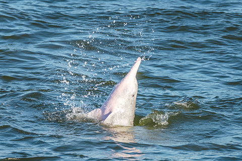 ◎ 大型生態紀錄片《中華白海豚》。