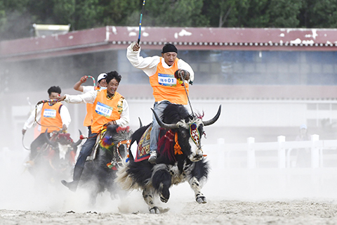 犛牛比賽。(李林 攝)