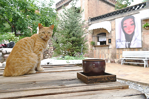 7月2日,井陝縣南橫口村內的「網紅」咖啡館。(中新社記者 翟羽佳 攝)