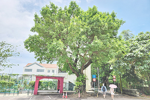 ◎ 是次新納入《古樹名木保護目錄》包括位於路環譚公廟前地的假菩提樹,樹齡達一百四十年。