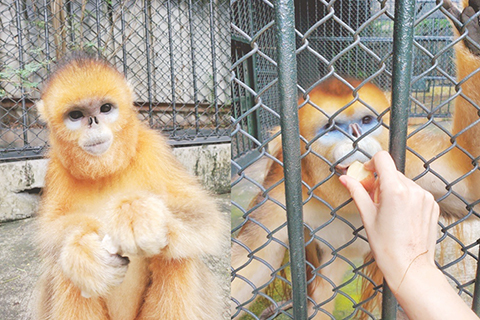 ◎ 兩川金絲猴經檢疫後已順利送抵深圳市野生動物園。