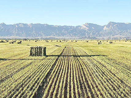 資料圖為8月拍攝的中國海拔最高內陸復合鹽碱地。(王偉 拍攝)