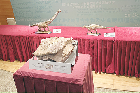 ◎ 香港首次發現恐龍骨骼化石!二十三日,特區政府發展局舉辦記者會公佈,該恐龍化石是今年在香港赤洲島發現,專家推測是屬於距今約一億四千五百萬年至六千六百萬年前的白堊紀時期的大型、年長的蜥腳類恐龍或鳥臀類恐龍。化石將於二十五日起在香港文物探知館向公眾展出。(香港中通社記者 徐嘉儀 攝)