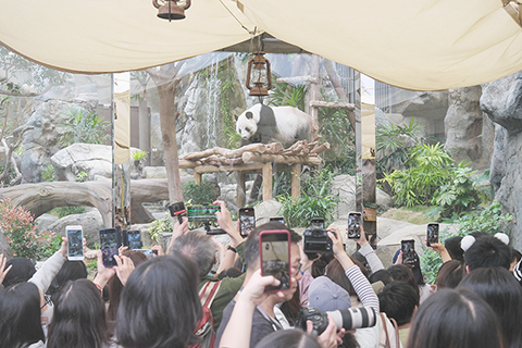 ◎ 十一月廿三日,香港海洋公園大熊貓「盈盈」和「樂樂」的龍鳳胎寶寶出生滿一百日,香港海洋公園在園內舉行「百日慶」活動,包括派發限量紅雞蛋、豬腳姜醋,實時直播「家姐」和「細佬」日常,更設置成長印記照片牆。圖為大熊貓「樂樂」。(中新社記者陳永諾 攝)