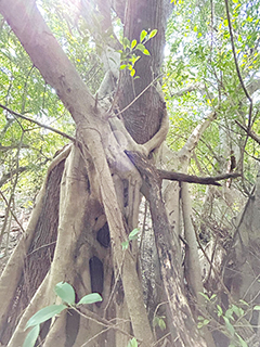 互相環抱的樹木