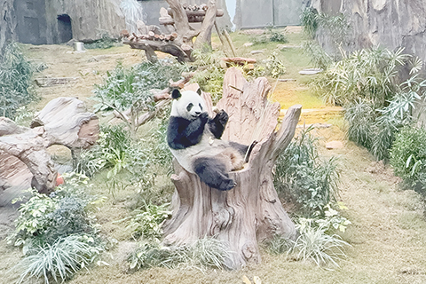 ◎ 雌性大熊貓「可可」在場館內吃竹子。(中新社記者 戴小橦 攝)