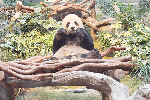 ◎ 雄性大熊貓「安安」在場館內飲食,玩耍。(中新社記者 戴小橦 攝)