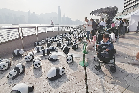 ◎ 十二月七日,大型熊貓主題展覽「PANDA GO!香港遊」的二千五百隻大熊貓雕塑,一連兩天在尖沙咀星光大道展出。當天下午,大批市民和遊客到場觀賞,並拍照打卡。據介紹,在保育活動推動下全球大熊貓增至逾二千五百隻,故今次設計二千五百隻熊貓雕塑。以共同推廣文化及旅遊,帶動商機。(香港中通社記者洪少葵 攝)