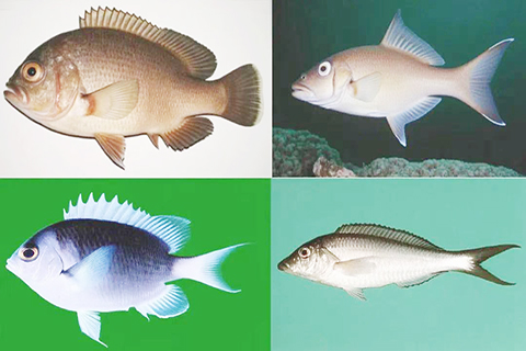 ◎ 運用「元古大模型」,按照化石形態學特徵復原的魚類圖。(宋海軍供圖)
