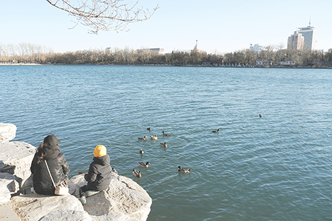 ◎ 一月六日,北京玉淵潭公園,市民觀賞水鳥。當日,北京天氣晴好,市民走出家門享受冬日暖陽。(中新社記者張祥毅 攝)