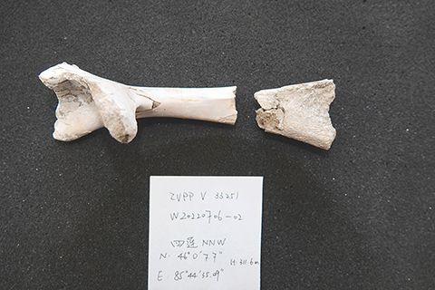 ◎ 二月十八日,中國科學院古脊椎所,中國新疆烏爾禾翼龍動物群最近發現第三種翼龍──該動物群首個鳥掌翼龍型類翼龍的肱骨化石展示。(中新社記者 孫自法 攝)